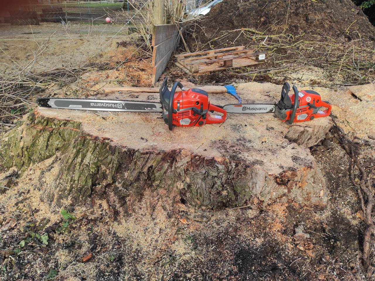 Pappelfaellung-Moosmühle